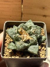 Ariocarpus suratus own usato  Valdastico