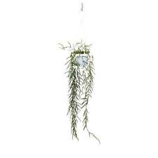 Hoya linearis hanging for sale  CREDITON