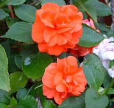 Impatiens double orange d'occasion Impatiens double orange d'occasion  Villemandeur