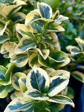 Golden euonymus euonymus for sale  Trabuco Canyon