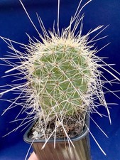 Opuntia erinacea ursina for sale  PENZANCE