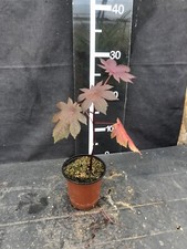 Ricinus communis new for sale  LINCOLN