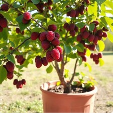 Winterharte rote maulbeer gebraucht kaufen  Kaiserslautern