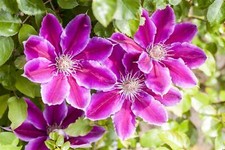 Clematis hybride ruppel gebraucht kaufen  Westerstede