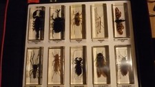Entomologie coffret insecte d'occasion  France