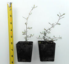 Corokia cotoneaster wire for sale  Albany