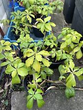 Pachysandra terminalis hardy for sale  GRIMSBY