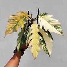 Philodendron caramel marble d'occasion  Expédié en Belgium