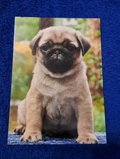 Seltene hunde postkarte gebraucht kaufen  Hamburg