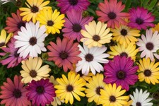 Osteospermum akila grand for sale  BELLSHILL