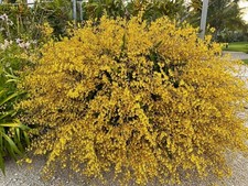 Oncidium sphacelatum yellow for sale  Naples