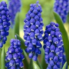 Muscari armeniacum grape for sale  Hayden