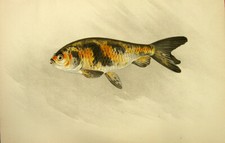 Kinranshi ryukin ranchu for sale  Shipping to United Kingdom
