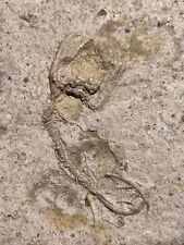 Fossil crinoid aorocrinus for sale  Arcadia