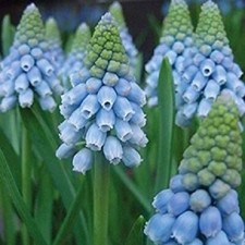 Muscari blue ice for sale  Hayden