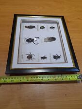 Framed real bugs for sale  COLEFORD