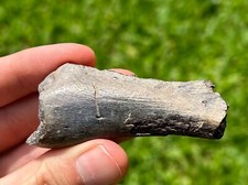 Nice fossil mosasaur for sale  Coppell