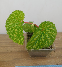 plant terrarium for sale  Lexington