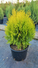 Thuja orientalis compacta usato Thuja orientalis compacta usato  Monsampolo del Tronto