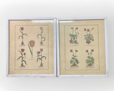 Due stampe botaniche usato  Milano