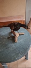 Fagiani imbalsamati usato  Bari