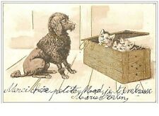 Chats. 1427.chien type d'occasion  France