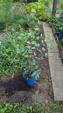 Eucalyptus leucoxylon iron gebraucht kaufen  Bad Rappenau