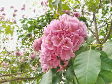Tropical seeds pink for sale  Willis