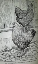 Vintage woodcut engravings for sale  Warwick