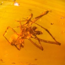 Spider burmese burmite for sale  GILLINGHAM