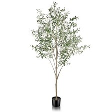 large olive trees for sale large olive trees for sale Brentwood