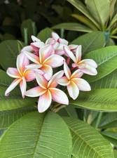 Plumeria rubra frangipani for sale  TEWKESBURY