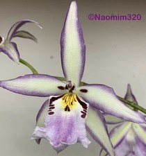 Bllra. ysabella lunar for sale  Bogalusa