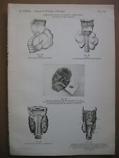 Stampa antica old usato  Velletri