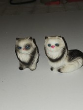 Persian siamese cat for sale  Saint Louis