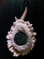 Schnupftabakdose bastler gebraucht kaufen Schnupftabakdose bastler gebraucht kaufen  Oberschneiding