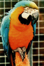 Postcard blue gold for sale  MATLOCK