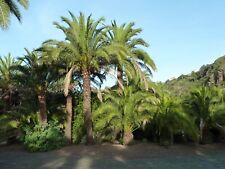 Canary island date for sale  Allentown