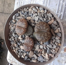 Cactus. grown seed for sale  OAKHAM