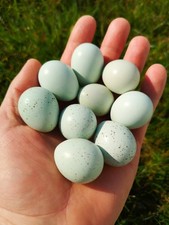 Celedon coturnix blue for sale  NEWRY