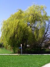 Salix alba tristis gebraucht kaufen  Dillingen a.d.Donau