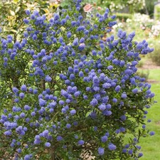 Easy grow ceanothus for sale  San Marcos