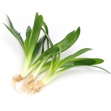Large sagittaria platyphylla for sale  HOUNSLOW