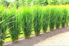 Panicum virgatum northwind gebraucht kaufen  Ellerhoop