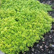 Thymian aureus im gebraucht kaufen  Essen