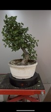 bonsai olmo usato bonsai olmo usato Reggello