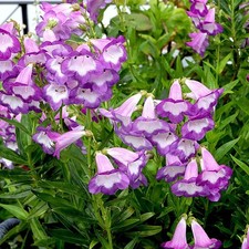 Penstemon pensham czar for sale  UK