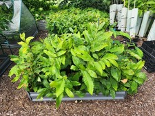 Chestnut tree seedlings for sale  State College