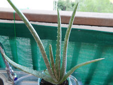 Aloe vera plant for sale  Antioch