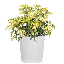 Schefflera trinette variegated for sale  Hialeah